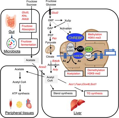 ChREBP-Mediated Regulation of Lipid Metabolism: Involvement of the Gut Microbiota, Liver, and Adipose Tissue